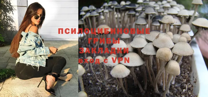 мега вход  Асино  даркнет наркотические препараты  Псилоцибиновые грибы Cubensis 